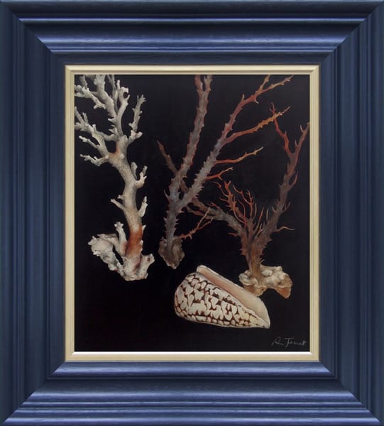 CORALS AND SHELL