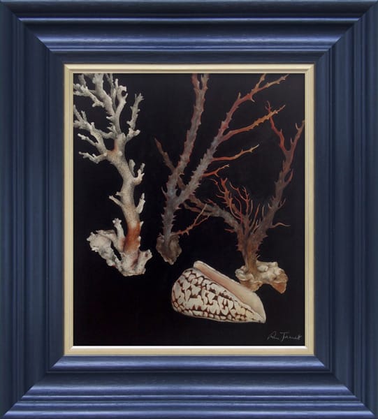 CORALS AND SHELL 